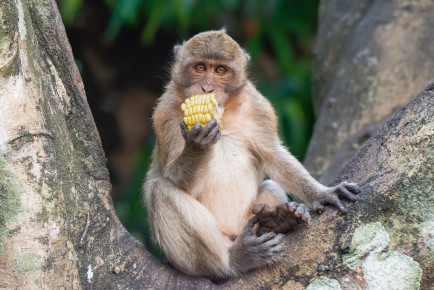 Макак-крабоед (Macaca fascicularis)