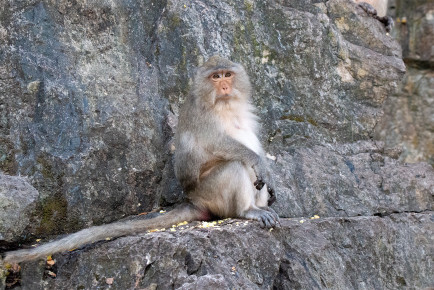 Макак-крабоед (Macaca fascicularis)