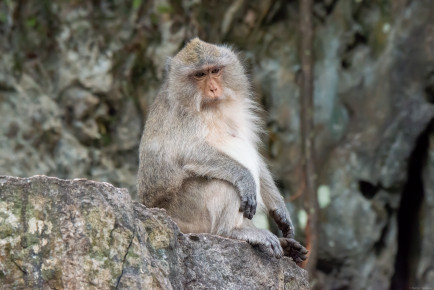 Макак-крабоед (Macaca fascicularis)