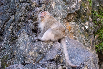 Макак-крабоед (Macaca fascicularis)