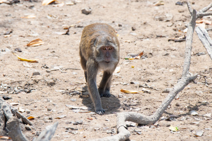 Макак-крабоед (Macaca fascicularis)