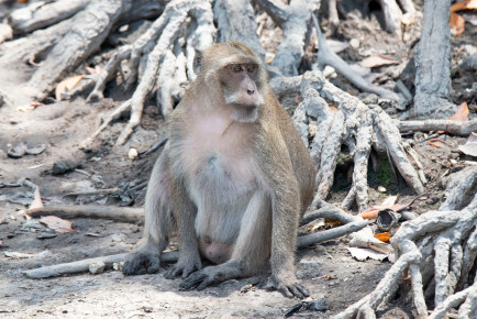 Макак-крабоед (Macaca fascicularis)