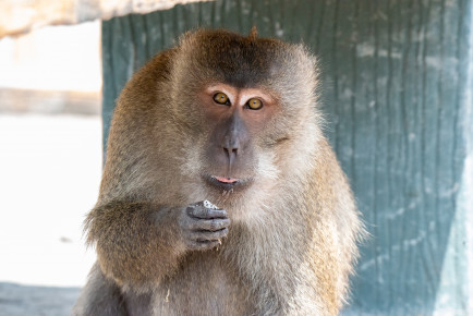 Макак-крабоед (Macaca fascicularis)