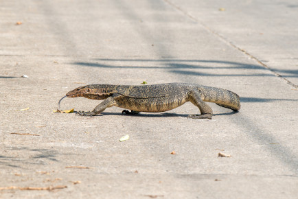 Полосатый варан (Varanus salvator)