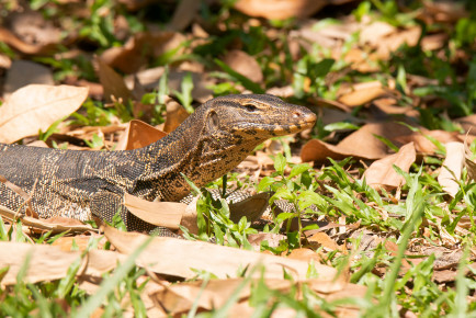 Полосатый варан (Varanus salvator)