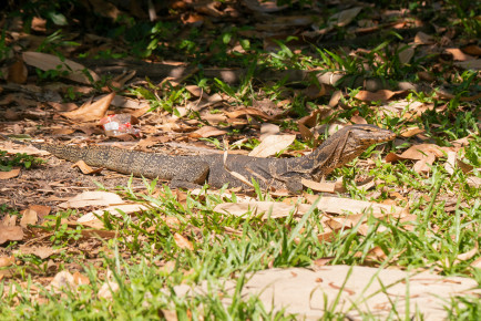 Полосатый варан (Varanus salvator)