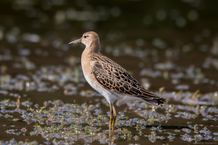 Турухтан