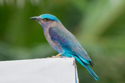 Бенгальская сизоворонка (Coracias benghalensis)