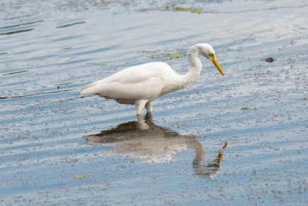 Большая белая цапля (лат. Ardea alba)
