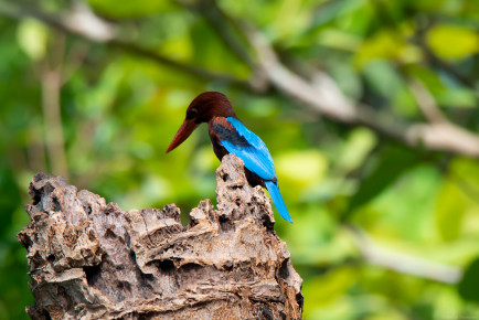 Красноклювая альциона (Halcyon smyrnensis)