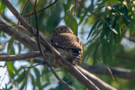 Кукушковый воробьиный сыч, или азиатский полосатый сыч (Glaucidium cuculoides)