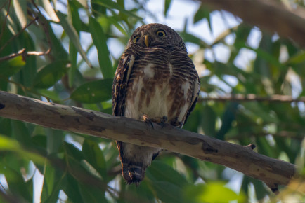 Кукушковый воробьиный сыч, или азиатский полосатый сыч (Glaucidium cuculoides)