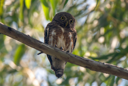 Кукушковый воробьиный сыч, или азиатский полосатый сыч (Glaucidium cuculoides)