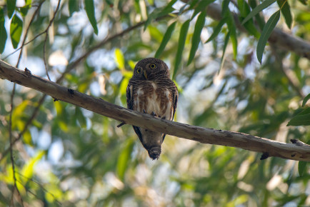 Кукушковый воробьиный сыч, или азиатский полосатый сыч (Glaucidium cuculoides)