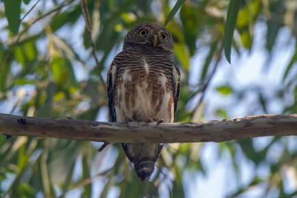 Кукушковый воробьиный сыч, или азиатский полосатый сыч (Glaucidium cuculoides)