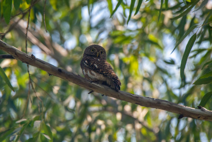 Кукушковый воробьиный сыч, или азиатский полосатый сыч (Glaucidium cuculoides)