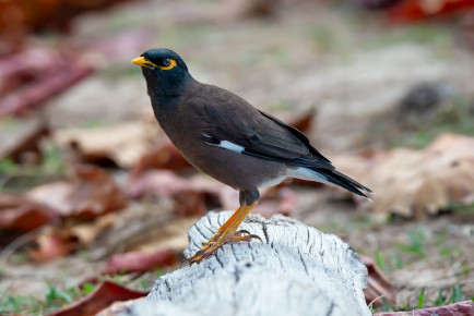 Обыкновенная майна (Acridotheres tristis)