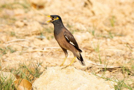 Обыкновенная майна (Acridotheres tristis)