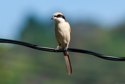 Обыкновенный жулан (Lanius collurio)