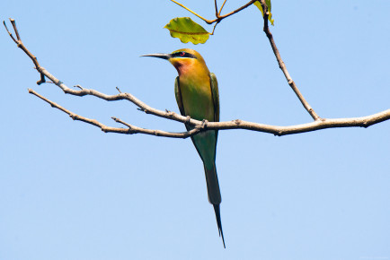Синехвостая щурка (Merops philippinus)