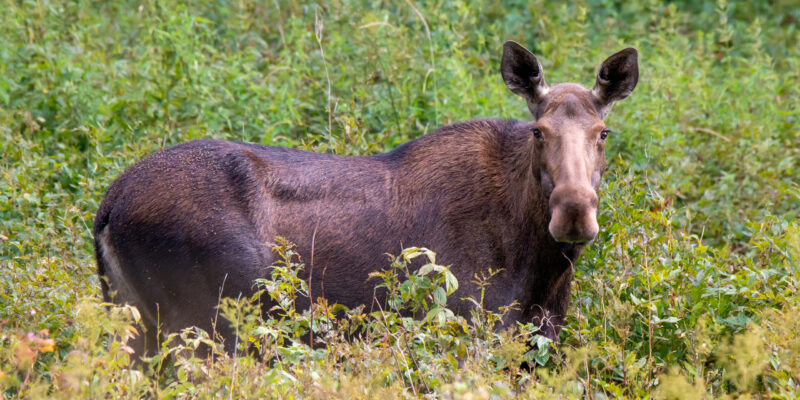 Европейский лось (Alces alces) — фотографии